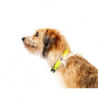 UT-Collar-NeonY-XS